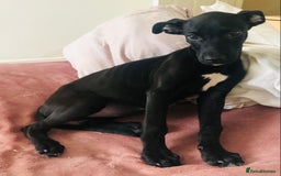 Lurcher dogs for sale: Stunning bull x puppies LAST GIRL REMAINING - Image 13