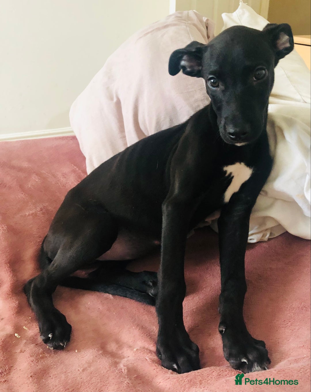 Lurcher dogs for sale: Stunning bull x puppies LAST GIRL REMAINING - Image 13