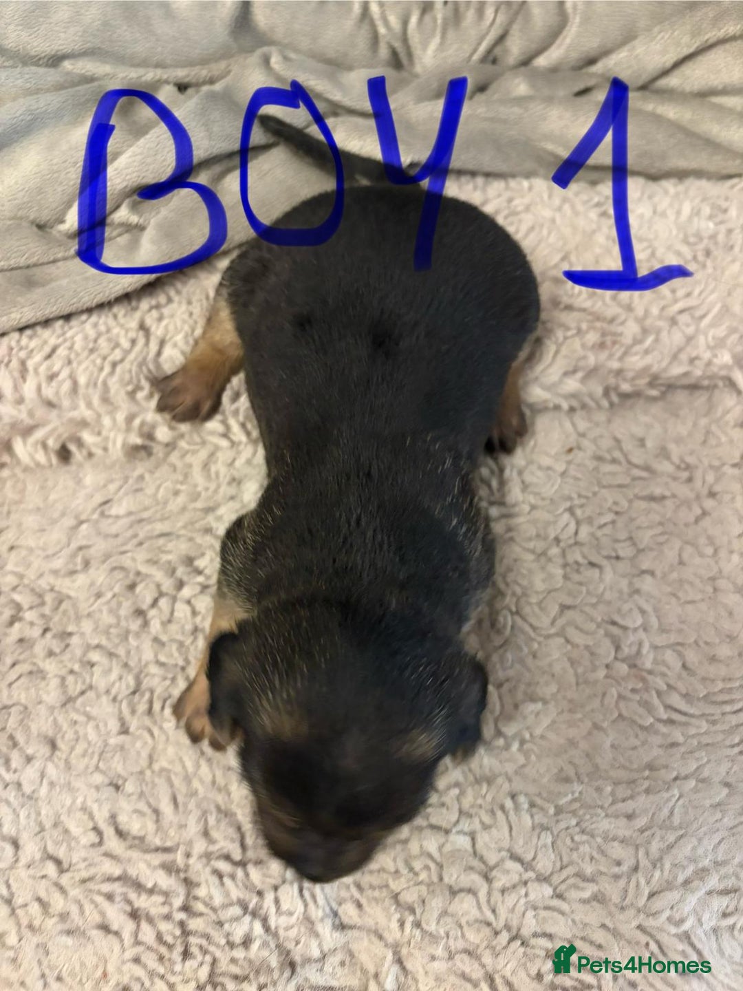 Jack Russell dogs for sale: 8 beautiful Jack Russell puppies 5 boys 3 girls - Image 3