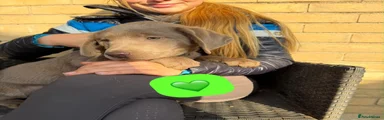 Green collar boy💚