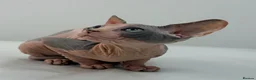 Sphynx cats for sale: Canadian Sphinx kittens  - Advert 1