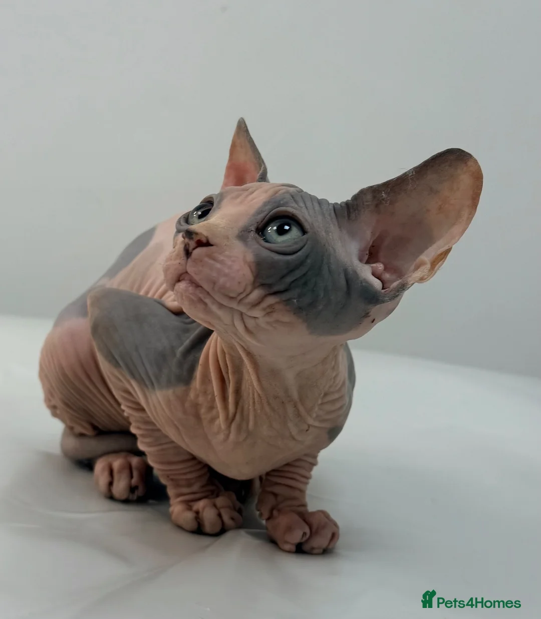 Sphynx cats for sale: Canadian Sphinx kittens  - Advert 1