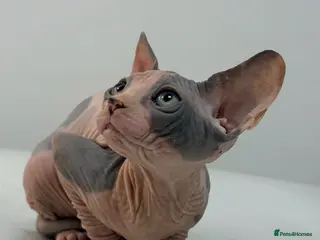 Sphynx cats Canadian Sphinx kittens - Advert 1
