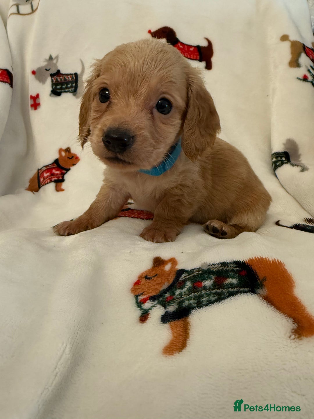 Miniature Dachshund dogs for sale: Beautiful Cream Longcoats Miniature Dachshund  - Advert 9