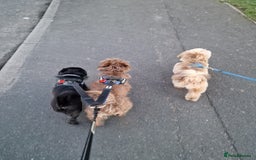 Mixed Breed dogs for sale: Brother and sister MUST stay together  - Image 9