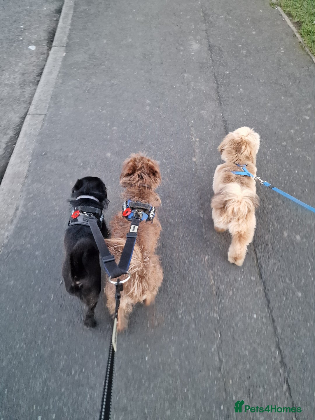 Mixed Breed dogs for sale: Brother and sister MUST stay together  - Image 9