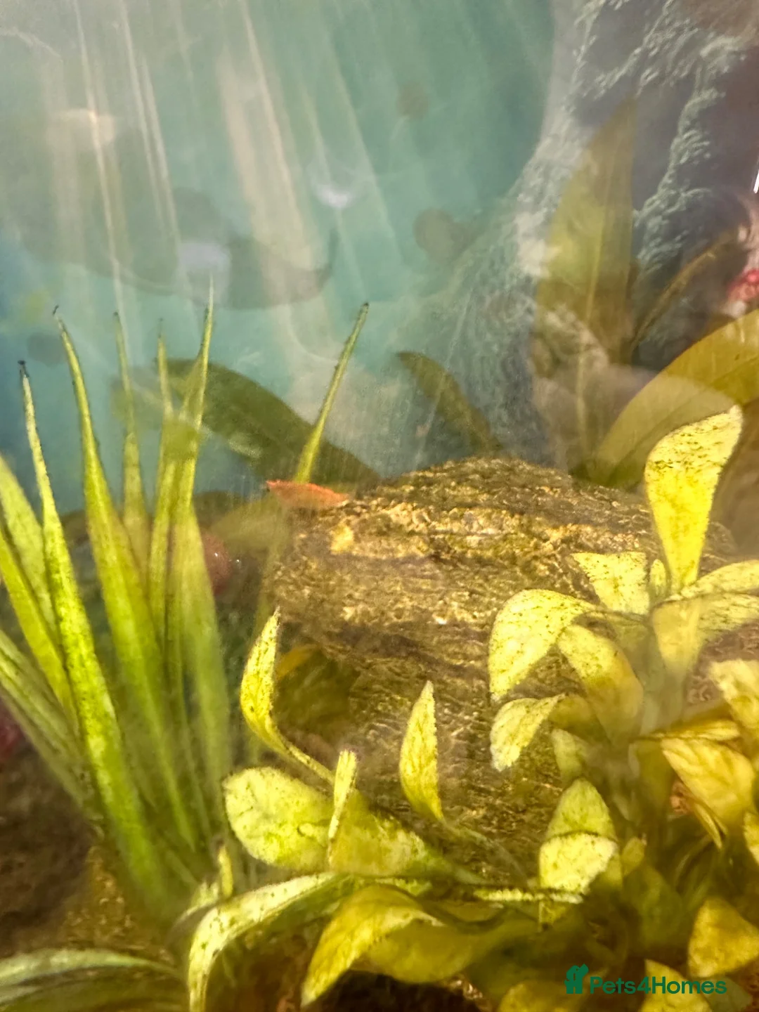 Catfish fish for sale: Cold water tank with lots of fish. - Advert 5