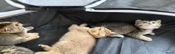 British Shorthair cats for sale: Black Golden British Shorthair Kittens for Sale in Nottingham - Advert 18