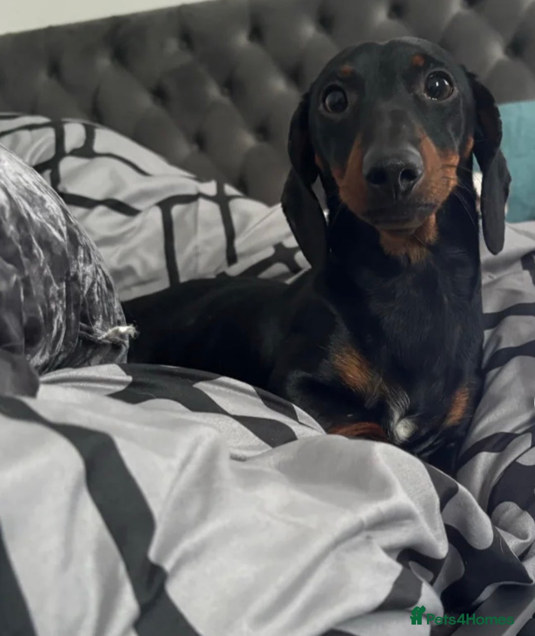 Miniature Dachshund dogs for stud: Squirty Bertie Stud Dog  - Advert 4