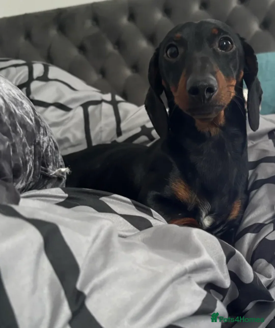 Miniature Dachshund dogs for stud: Squirty Bertie Stud Dog  - Advert 5