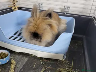 Lionhead rabbits Lionhead rabbit - Advert 1