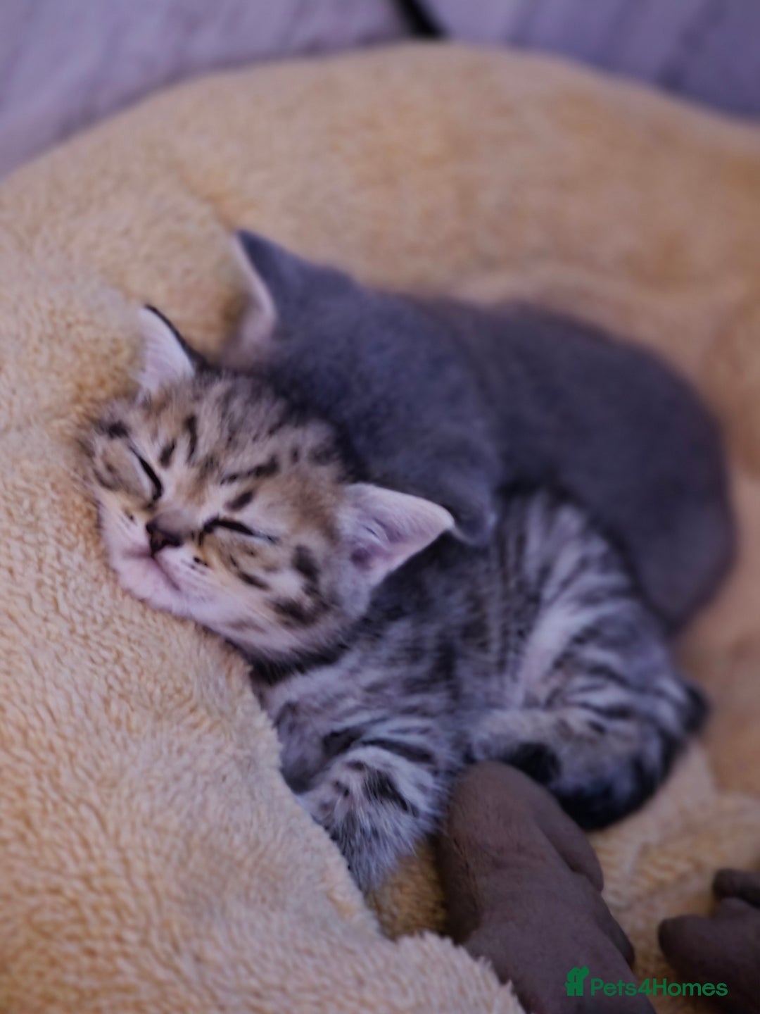 British Shorthair cats for sale: British shorthair  - Advert 7