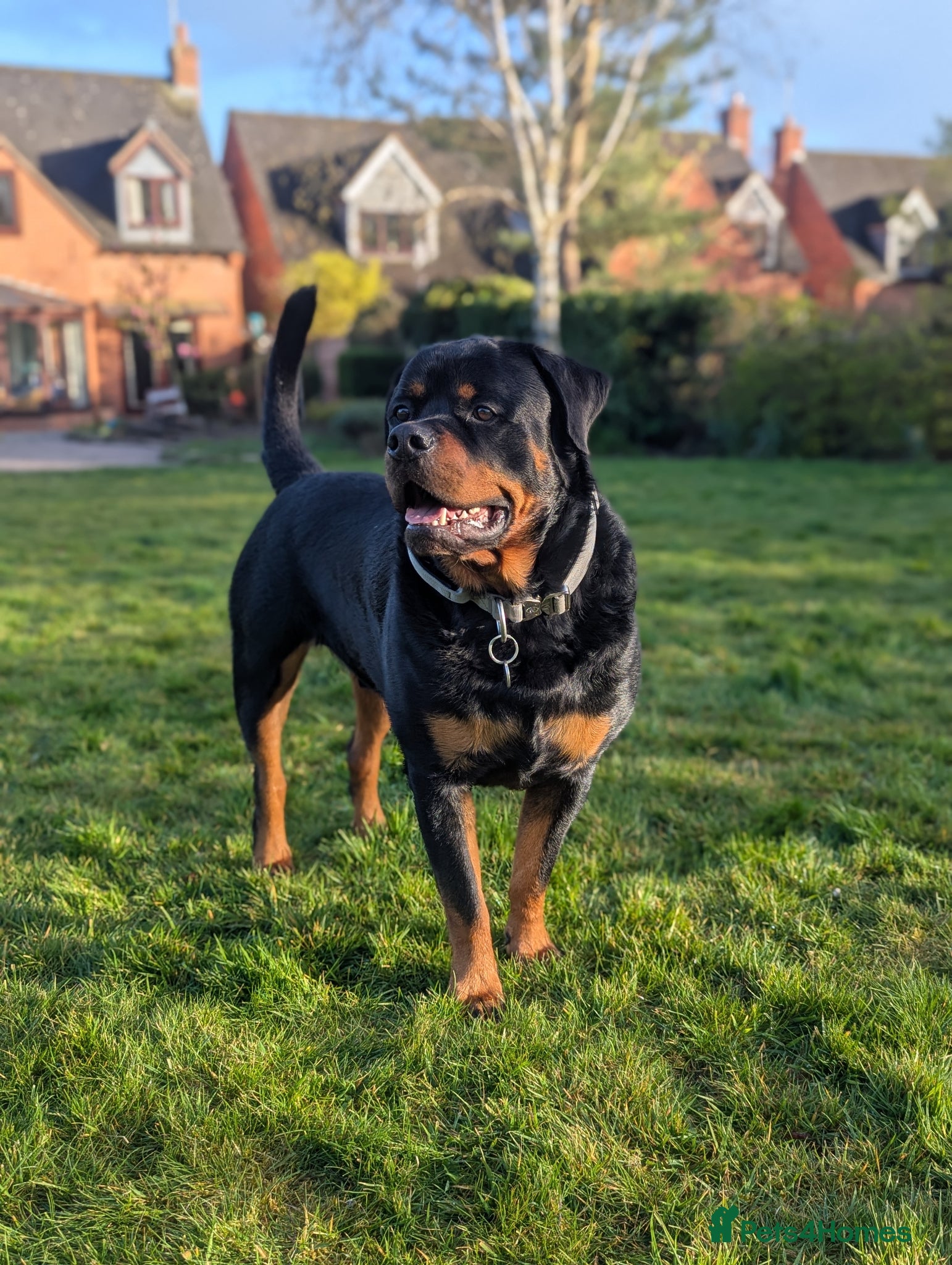 Rottweiler dogs 3yo Male Rottweiler - Experienced Home Needed - Advert 2