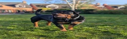 Rottweiler dogs for sale: 3yo Male Rottweiler - Experienced Home Needed - Advert 2
