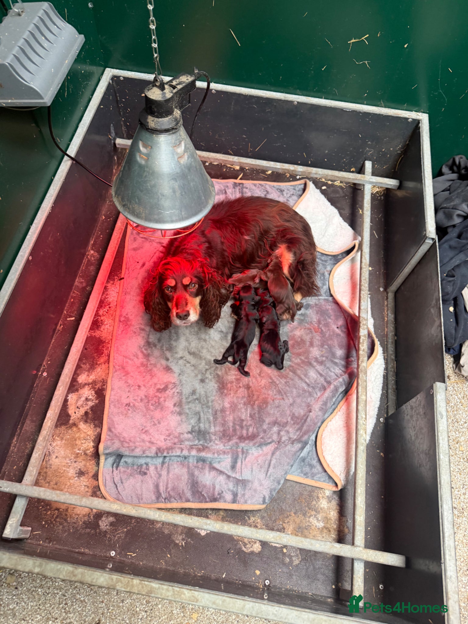Cocker Spaniel dogs Ftw/OFTAW bred cocker spaniels  - Advert 1