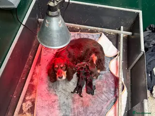 Cocker Spaniel dogs Ftw/OFTAW bred cocker spaniels - Advert 1