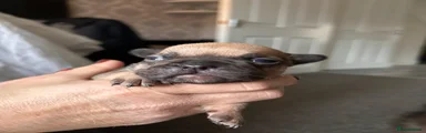 French Bulldog 4
