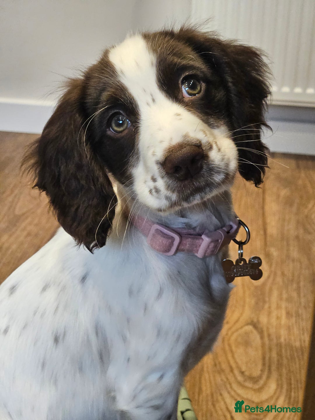 Cocker Spaniel dogs for sale: Cocker Spaniel  - Advert 1