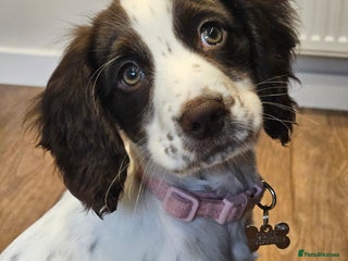 Cocker Spaniel dogs Cocker Spaniel - Advert 1