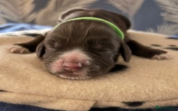 Cocker Spaniel dogs for sale: 🐶 COCKER SPANIEL PUPPIES 🐶  - Advert 11