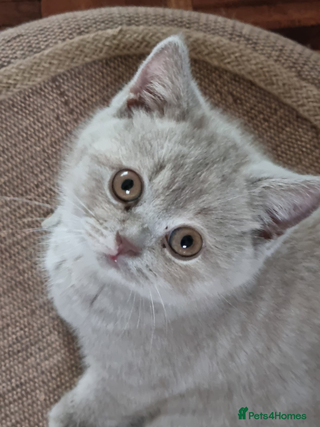 British Shorthair cats for sale: British Shorthairs.  - Image 8