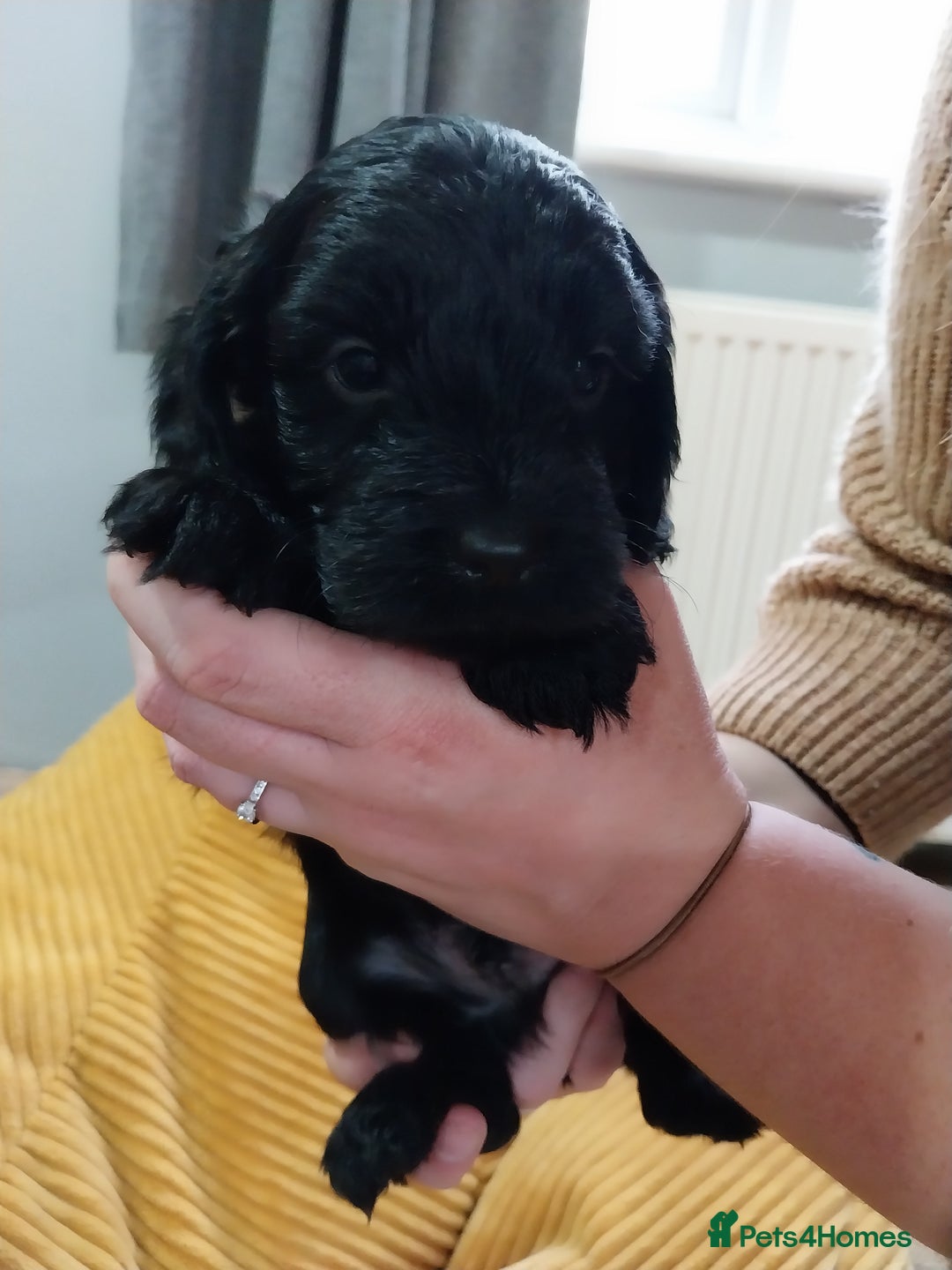 Cockapoo dogs for sale: Adorable Cockapoo puppies  - Image 28