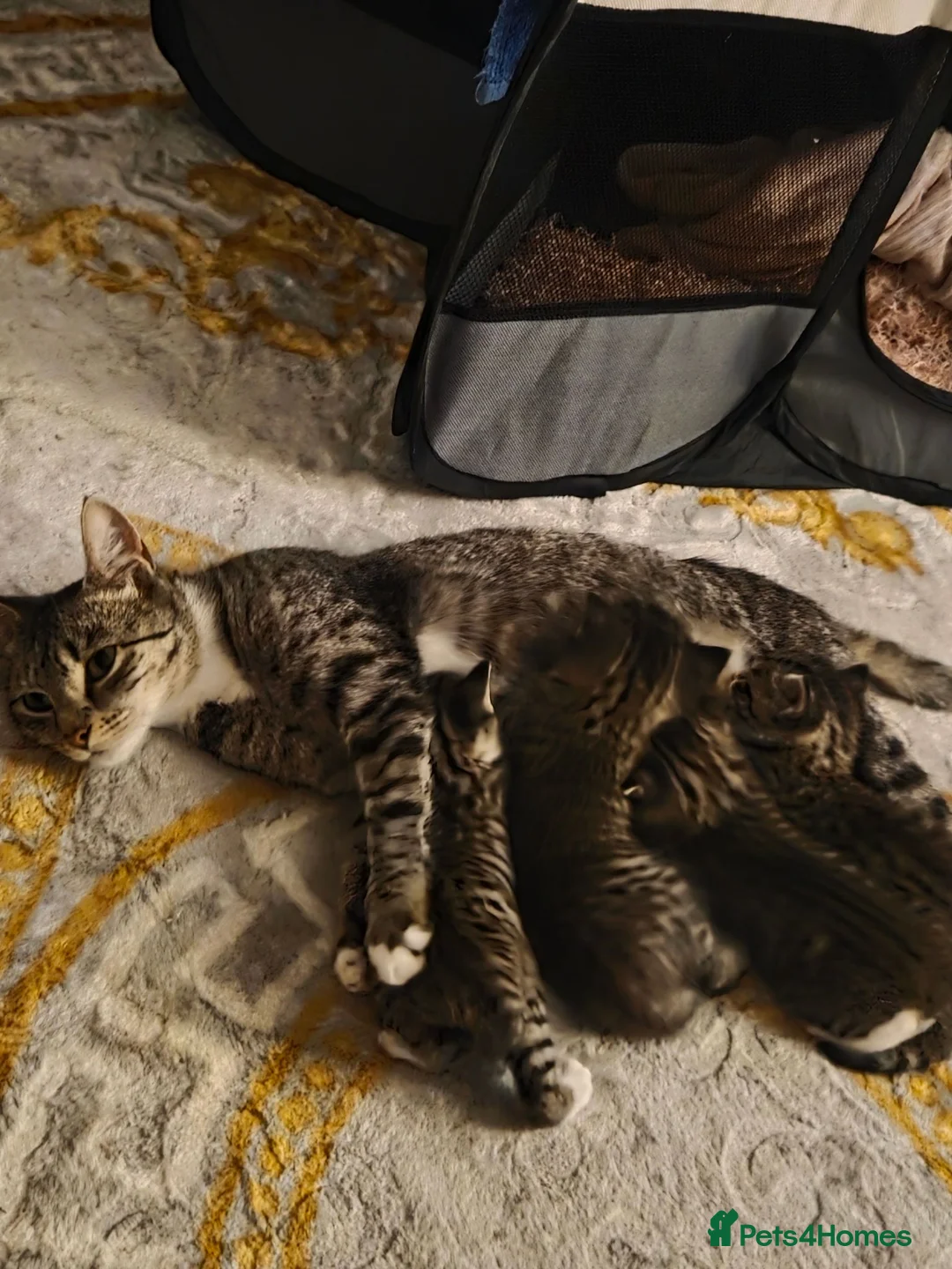 Mixed Breed cats for sale: 4 beautiful kittens  - Advert 7