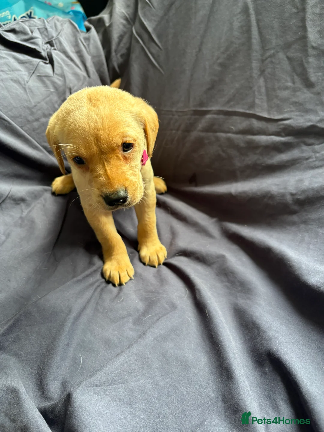 Labrador Retriever dogs for sale: Labrador Retriever Puppies 4 Boys & 1 Girl - Advert 2