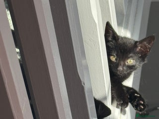 Mixed Breed cats - Advert 31