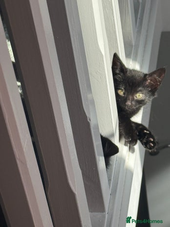 Mixed Breed cats - Advert 5