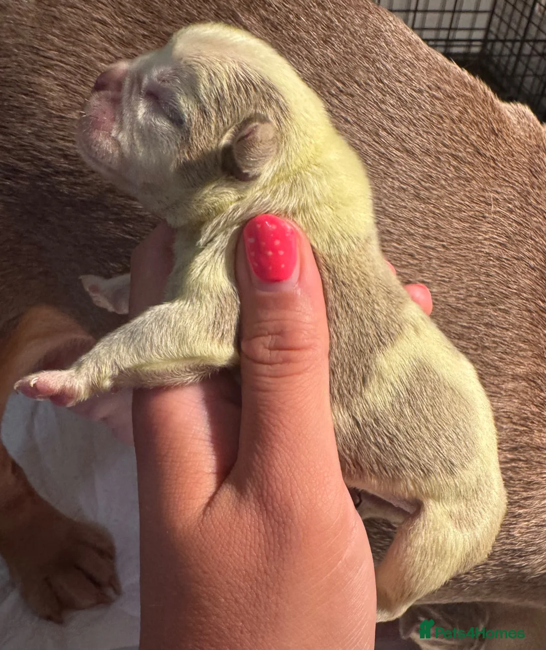 English Bulldog dogs for sale: English bulldog puppies  - Advert 20