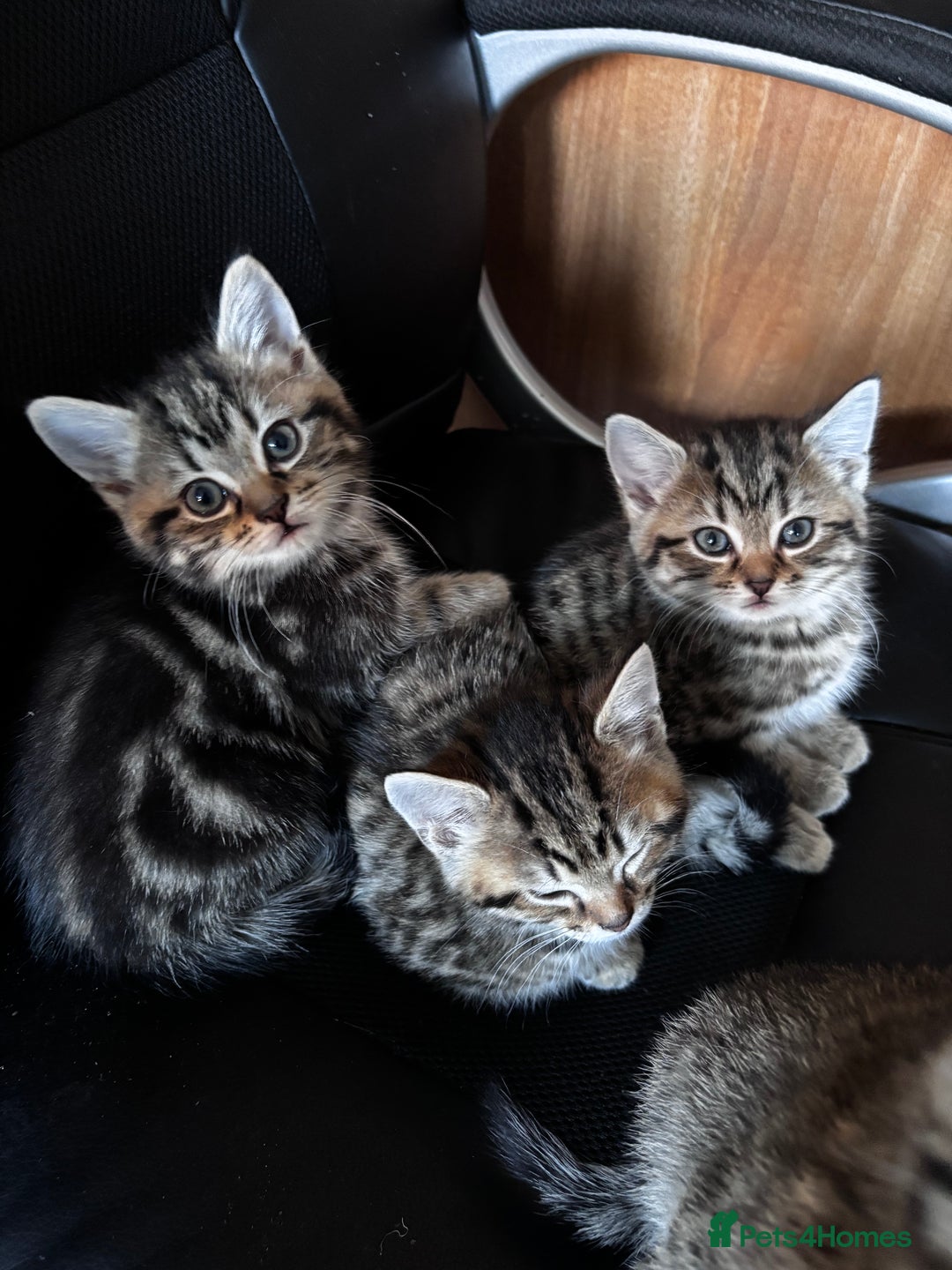 Mixed Breed cats for sale: Mixed litter of 8 week old kittens - Advert 8