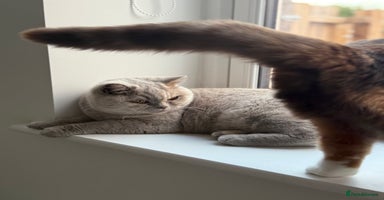 British Shorthair cats - Advert 9