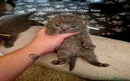 British Shorthair cats for sale:  Gccf British shorthair kittens champion lines 🏆 - Image 2