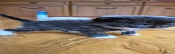 Mixed Breed cats for sale: Scottish gold kittens in Heathfield - Advert 4