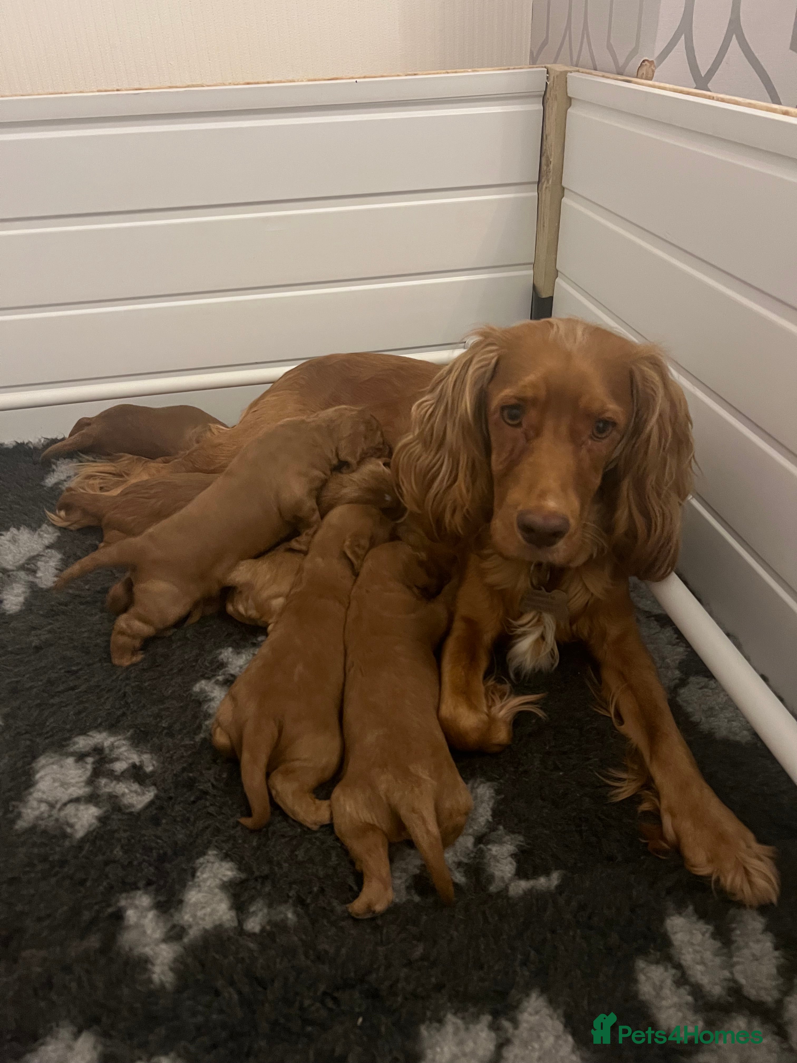 Cockapoo dogs F1 Cockapoo puppies from health tested parents  - Advert 1