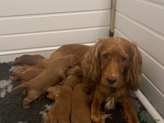 Cockapoo dogs F1 Cockapoo puppies from health tested parents - Advert 8