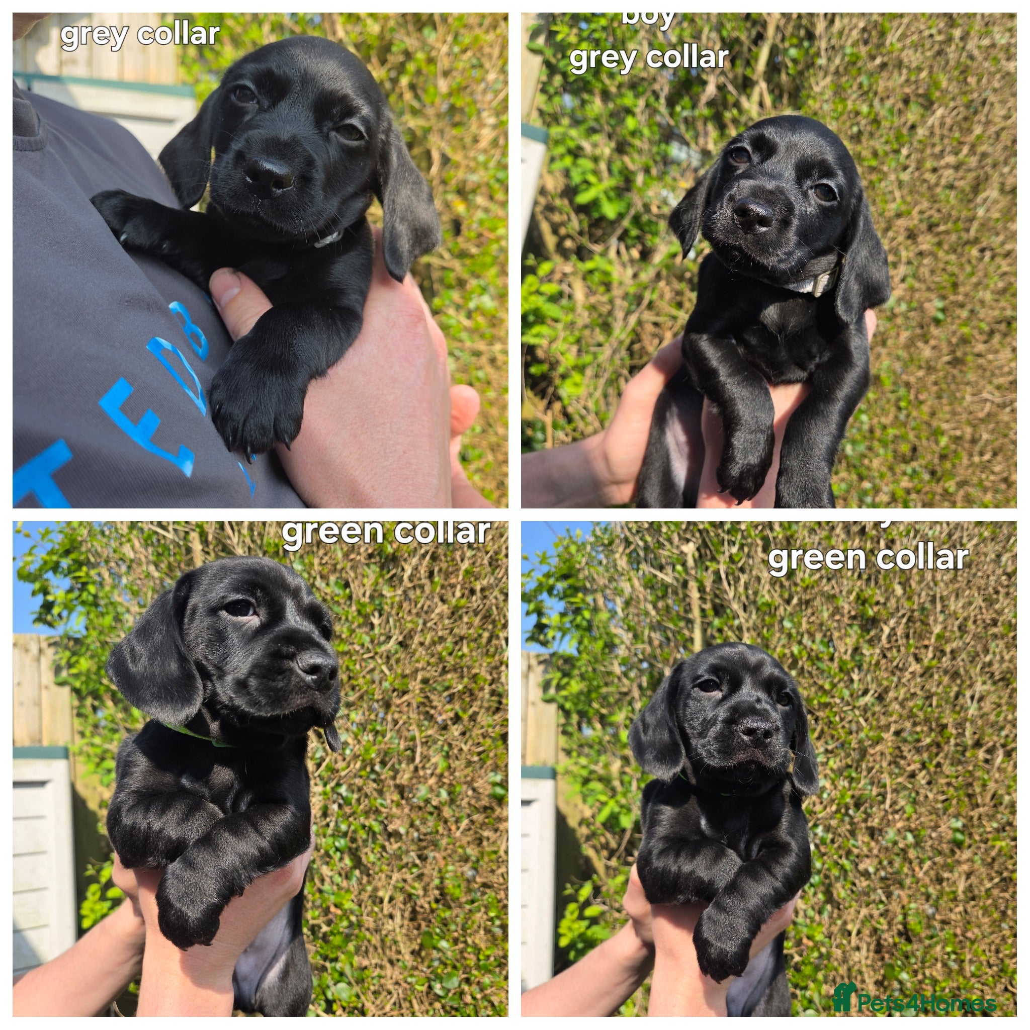 Mixed Breed dogs READY TO LEAVE Cocker Spaniel x Mini Dachshund - Advert 1
