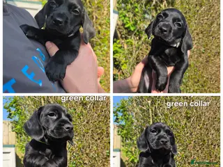 Mixed Breed dogs READY TO LEAVE Cocker Spaniel x Mini Dachshund - Advert 1