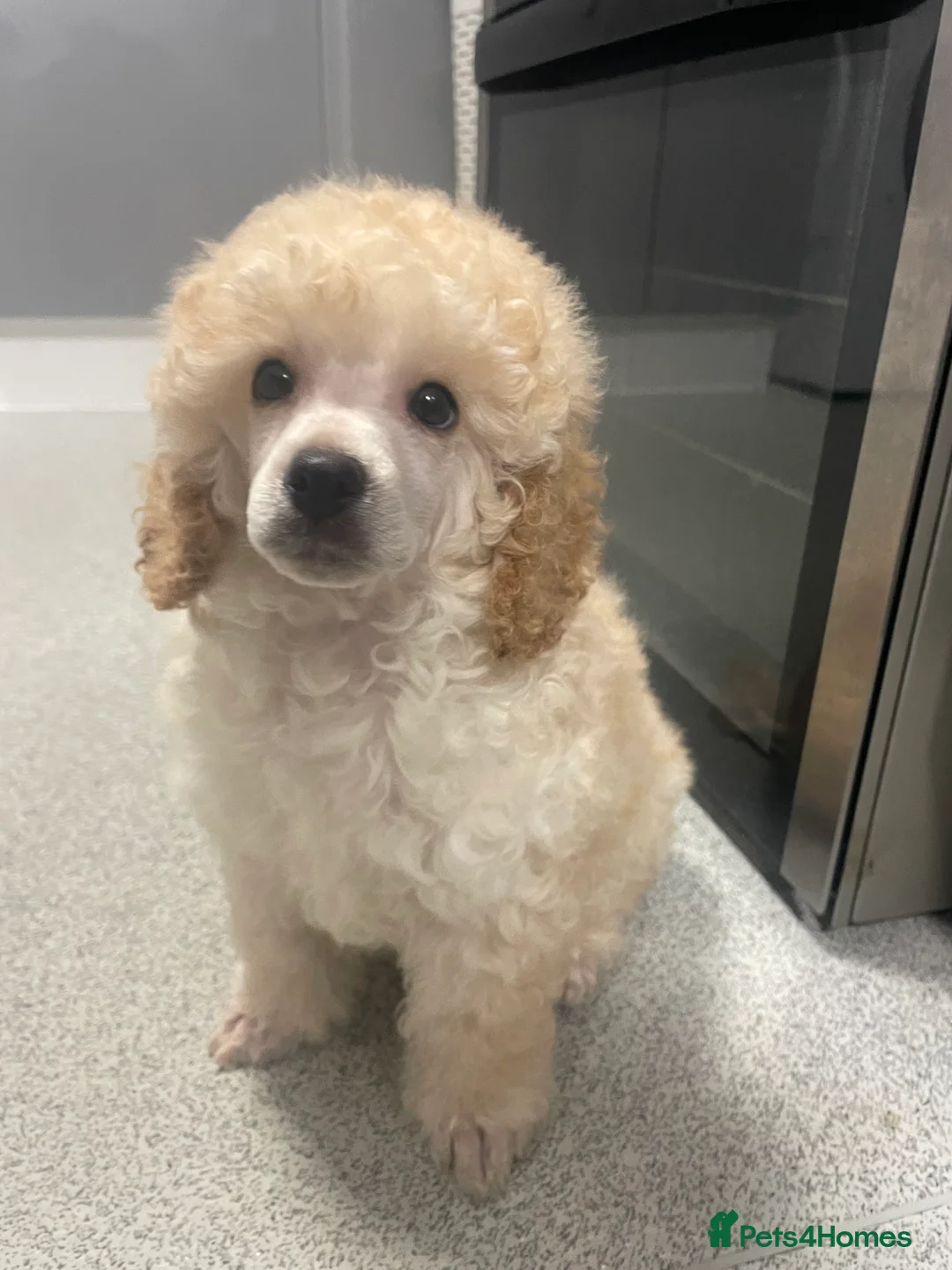 Miniature Poodle dogs for sale: Gorgeous mini poodle puppy  - Advert 2