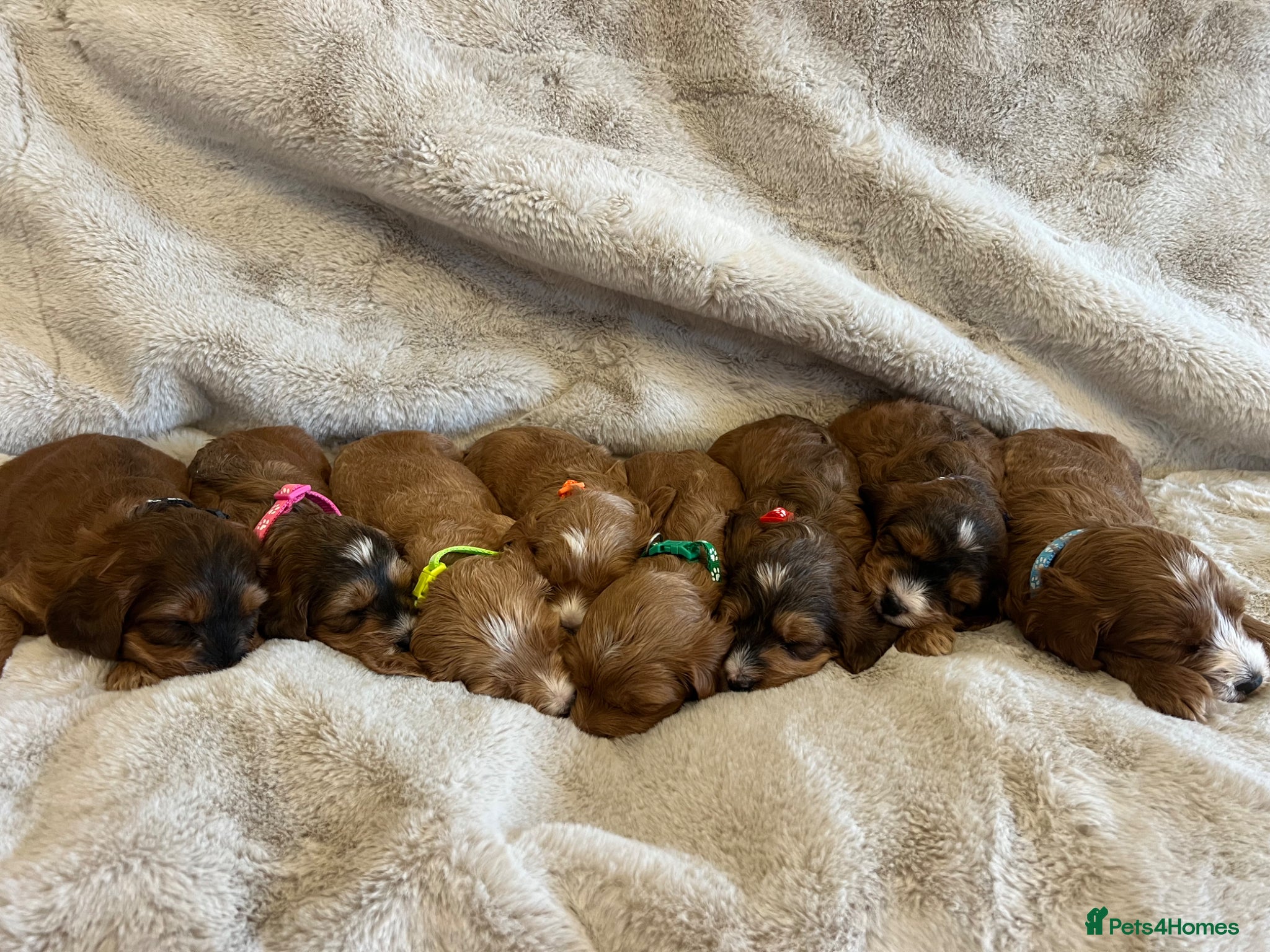 Cockapoo dogs for sale: F1 Cockapoo Puppies PRA Clear! KC Parents!  - Advert 1