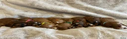 Cockapoo dogs for sale: F1 Cockapoo Puppies PRA Clear! KC Parents!  in Sittingbourne - Advert 1