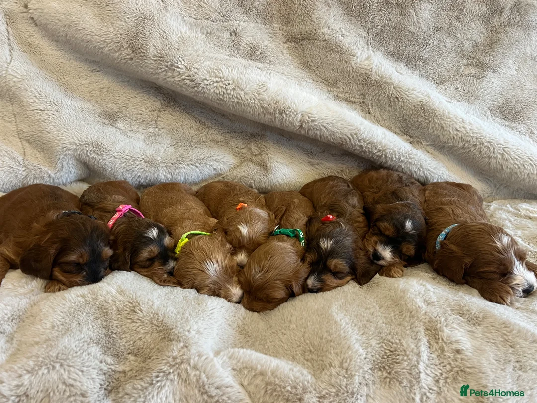 Cockapoo dogs for sale: F1 Cockapoo Puppies PRA Clear! KC Parents!  in Sittingbourne - Advert 1