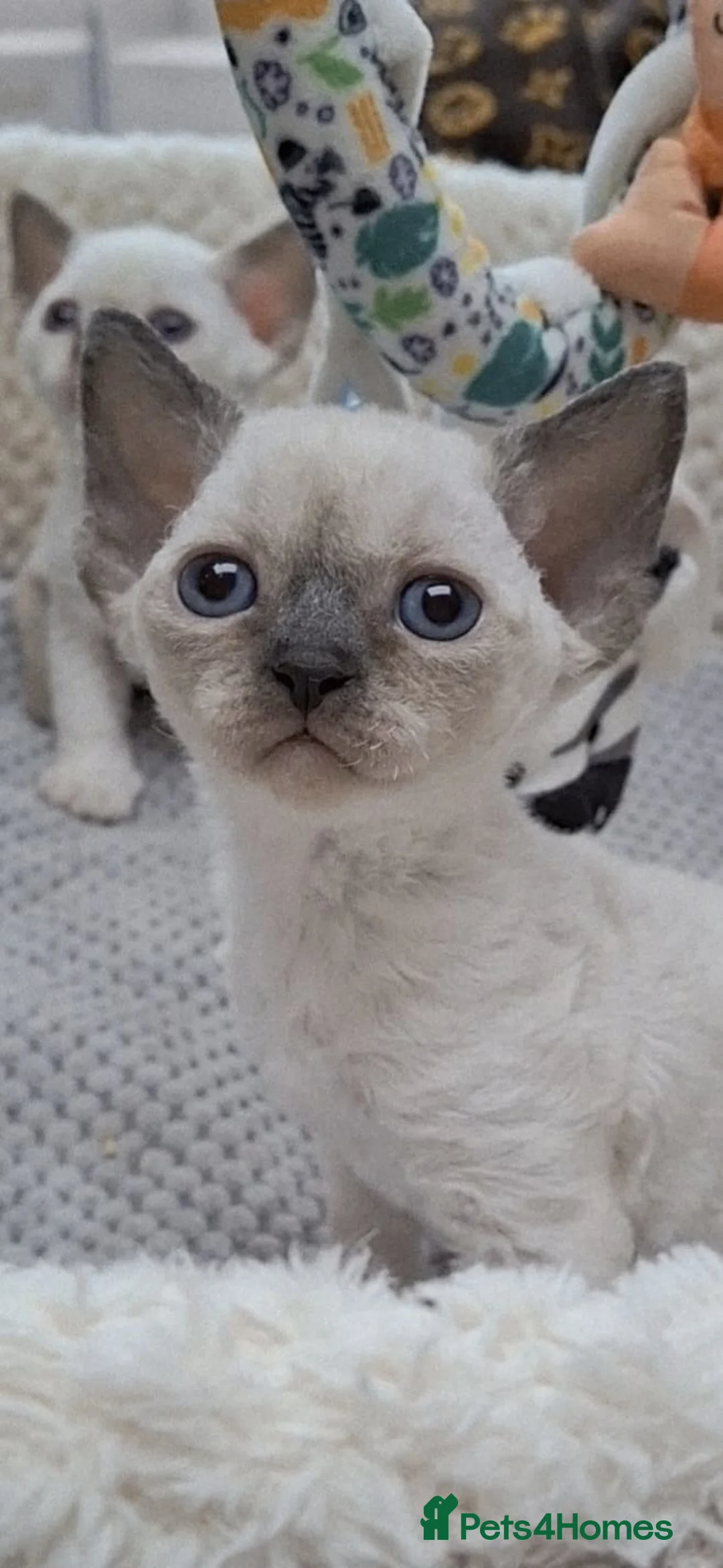 Devon Rex cats for sale: Devon Rex-Legal registered in FIFE🌸 - Advert 1