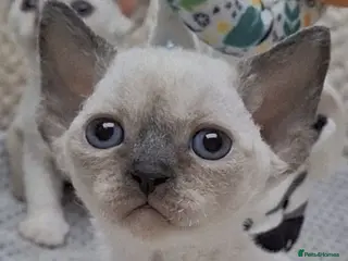 Devon Rex cats Gorgeous Devon Rex girl 🌸 - Advert 2