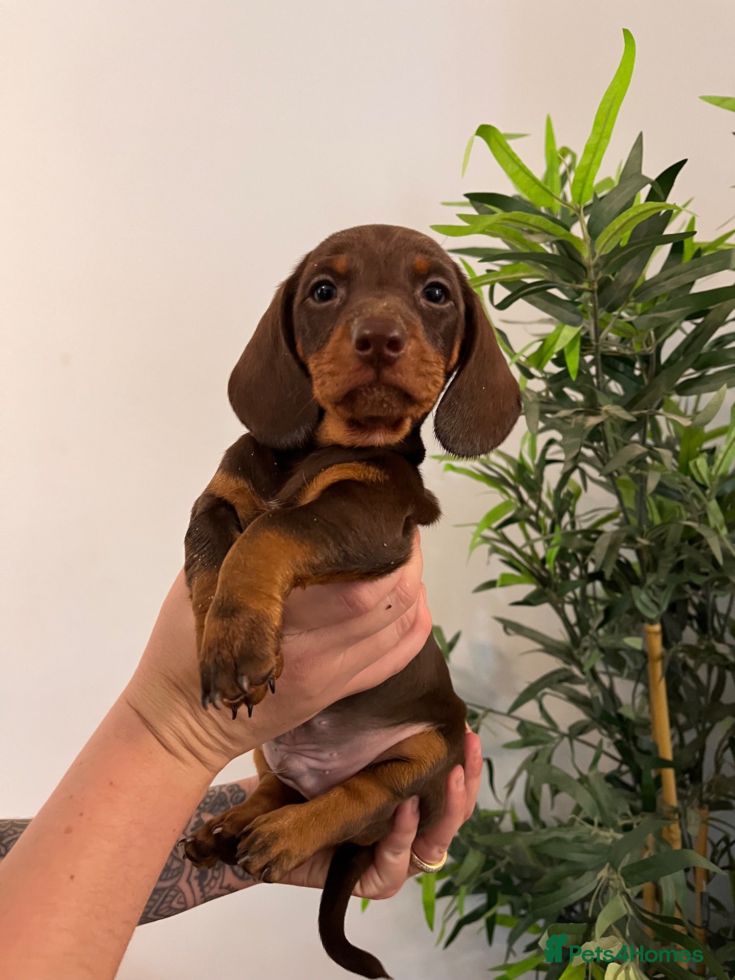 Miniature Dachshund dogs  🍫 Beautiful Chocolate & Tan Mini Dachshunds  - Advert 1