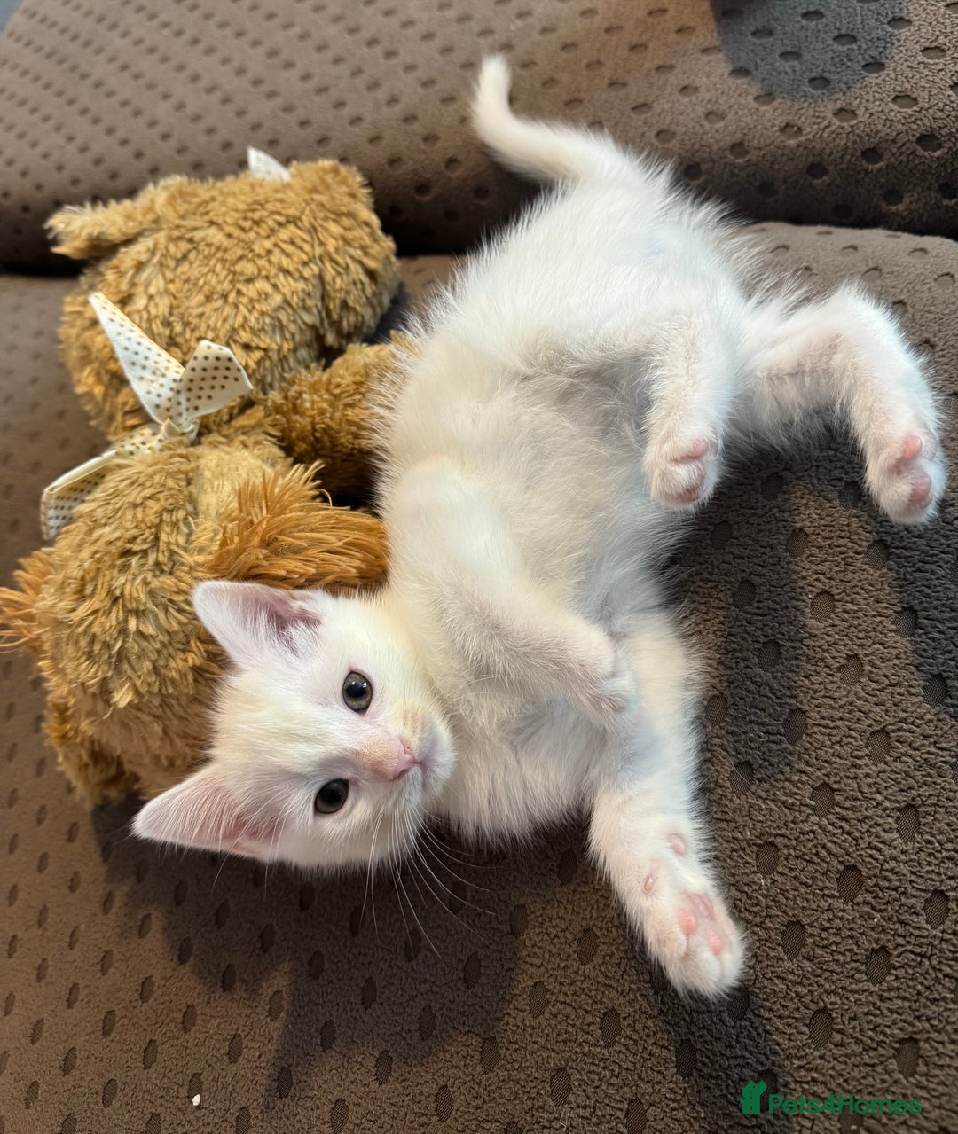 British Shorthair cats for sale: 4 gorgeous kittens  - Image 7
