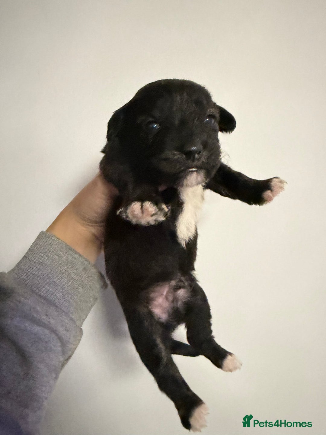 Mixed Breed dogs for sale: West highland terrier cross danishSwedish farm dog - Advert 9