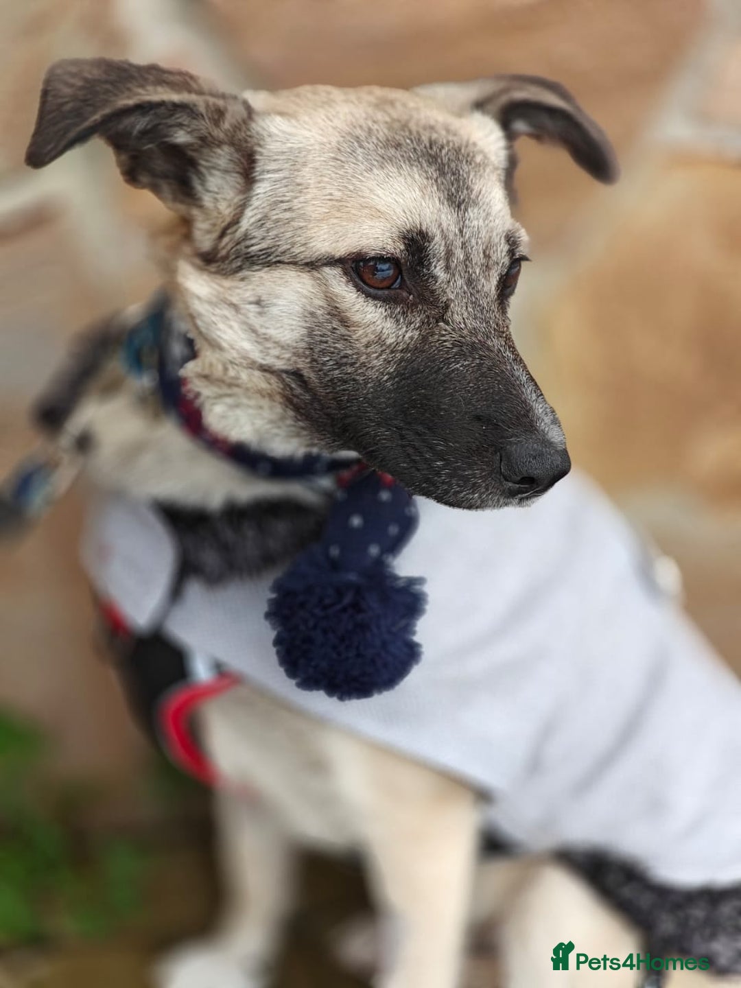 Mixed Breed dogs for adoption: ❤️TILLY -gentle, and affectionate pup❤️ - Advert 3