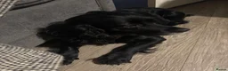 Cockapoo dogs for sale: Cockapoo puppies F1B - Advert 2